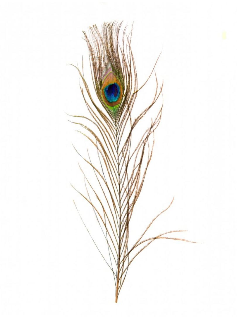Pana naturala de paun multicolora